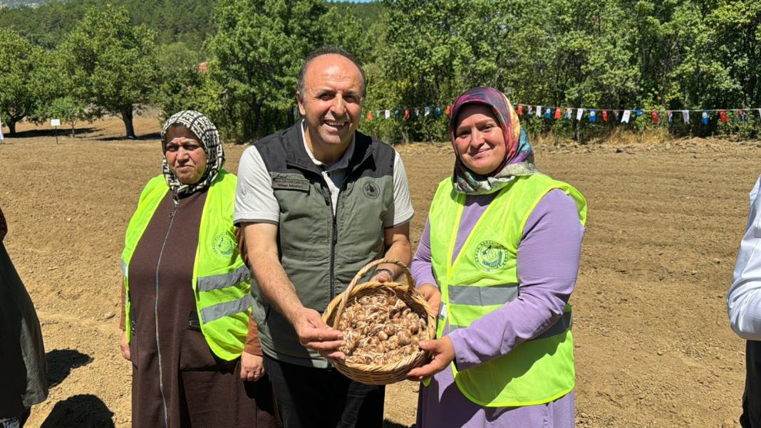 Ağustosta dikilip Ekimde toplanıyor: 80 bin çiçekten yarım kilo ürün elde ediliyor 7